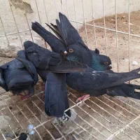 فروش 4عدد پلاکی سیاه در بندر دیر|پرنده|بندر دیر, |دیوار