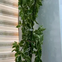 با گلدان