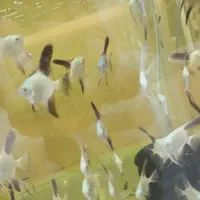 تکثیر و پرورش انواع آنجل