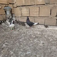 کبوتر