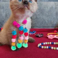 گربه پرشین های ملوس