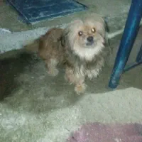 توله خانگی ماد حرف گوش کن زبون بلد