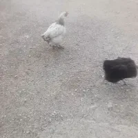 مرغ