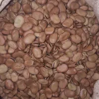 باقلا بذر فیز کشت۱۴۰۴|خوردنی و آشامیدنی|جلین, |دیوار