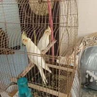 لوتینو تازه دونخور جوجه  سه ماه|پرنده|تهران, افسریه شمالی|دیوار