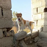 پیتبول واگذاری بزورگ و کو چ یک|سگ|مشهد, همت آباد|دیوار