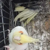 طوطی|پرنده|جلگه شوقان, |دیوار