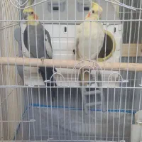 یک جفت طوطی عروس