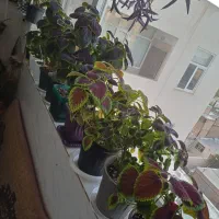 فروش گل حسن یوسف