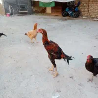 2 عددخروس لاری 3 ماه نژاد  دار