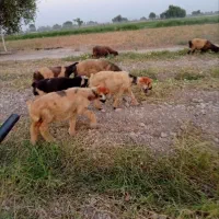 گوسفند