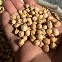 نخود و لوبیا و تخمه|خوردنی و آشامیدنی|تهران, مولوی|دیوار