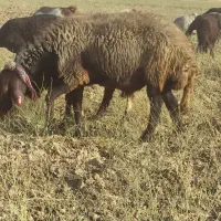 قوچ همو زیگوت کبودرآهنگ
