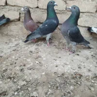 مسافتی|پرنده|هیرمند, |دیوار