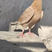 جوجه نر زرد پلاکی|پرنده|اهواز, بهارستان|دیوار