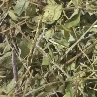مرزنجوش درجه یک