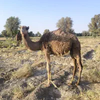 هاشی نر