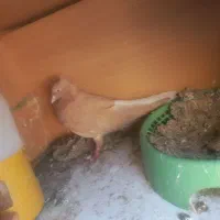 پرنده