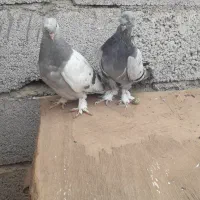 کبوتر ترکیه کاغذی