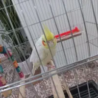 عروس هلندی بدون قفس|پرنده|تهران, شهرک ابوذر|دیوار