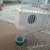 قفس پرنده بزرگ با لونه اش ۳۰۰همش باهم|لوازم جانبی حیوانات|مشهد, انقلاب|دیوار