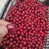 گیلاس تک دانه اهر