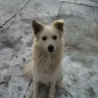 سگ باهوش
