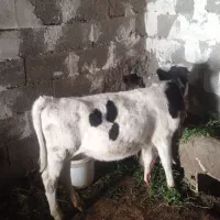 گوساله
