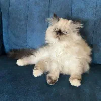 گربه پرشین و هیمالین|گربه|نوشهر, |دیوار