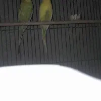 برایه فروش|پرنده|چاروسا, |دیوار