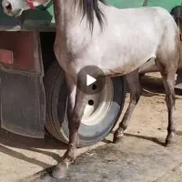 فروش اسب نریان عرب|اسب و تجهیزات اسب‌سواری|چادگان, |دیوار