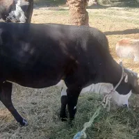 گاو ماده چاق هشتاد ملیون قیمت|حیوانات مزرعه|سندرک, |دیوار