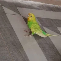 دوجفتت مرغ عشق