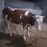 گوساله سمینتال ۱ساله چاغ ومست