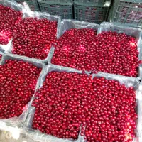 البالو مجاری