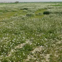 فروش زمین سندتک برگ تجاری