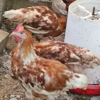 مرغ وخروس نژاد لوهمن