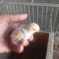 جوجه کوتوله و جوانه