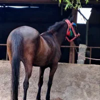 مادیون یرقه|اسب و تجهیزات اسب‌سواری|کردکوی, |دیوار