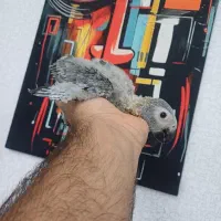 جوجه کاسکو پرورش داخل حلقه پا شاه تخم استثنایی|پرنده|تهران, هفت چنار|دیوار