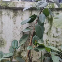 گل آپارتمانی