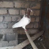 کفتر کله ای تهرانی