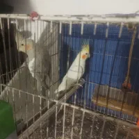 جفت عروس هلندی نر وماده