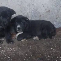 توله سگ الابای روسی|سگ|اصفهان, بهارستان|دیوار