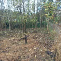 فروش زمین مسکونی بمساحت ۵۰۰متر|فروش زمین و ملک کلنگی|لاهیجان, فیاض|دیوار