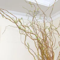 گل طبیعی بید|گل و گیاه طبیعی|تهران, باغ خزانه|دیوار