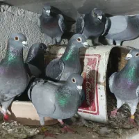 ۲۵عدد کبوتر پلاکی مسافتی