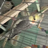 عروس هلندی نر