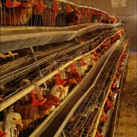 واگذاری-مرغداری-تخم-گذار