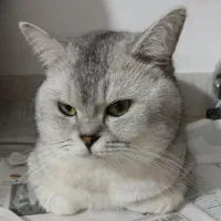 گربه گمشده|حیوانات|رشت, پاره بیجار|دیوار